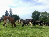 Connecting The Dots: Linking Dollars to Dairy Grazing Decisions