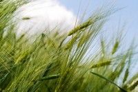 2020 Steuben County Crop Symposium