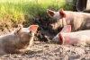 Pigs! How to Get Started