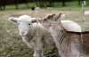Small Ruminants for Beginners