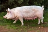 Swine Breeding Stock Care - Housing