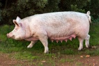 Sow Selection - What Makes a Good Sow?