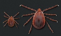 Tick IPM #3: Asian Longhorned Tick IPM