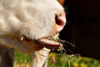 Grazing & Forage Season Extension Webinar: Integrating Alternative Forage into Your Feed Plan with K