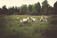 Sheep and Goat Pasture and Grazing Management