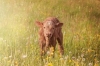BQA Recertification Webinar: Pre-Weaning Calf Care
