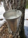 Virtual Fall Maple Workshop Series - Assessing your sugarbush and maintaining forest health