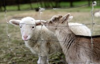 Virtual: Sheep & Goat Production 101