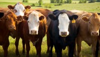 Virtual: Beef Cattle Nutrition 101