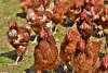 Poultry Welfare Certification Course