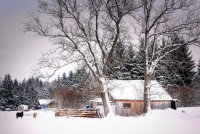 Optimizing Winter Shelter for Small Ruminants