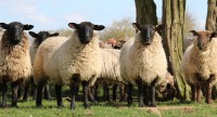 Sheep Farm Evolution
