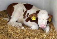 Critical Calf Care: Urgent Decision Making for Dairy Calf Health