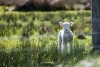 Practical Solutions to Increase Lamb and Kid Survival