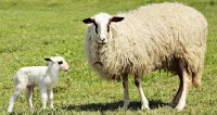 Basic Lambing Skills Webinar