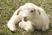 OSU Extension Small Ruminant Webinar Series - Lambing and Kidding