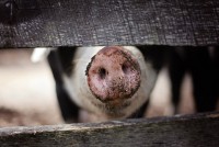 Beginning Livestock Series: Swine (Pigs)