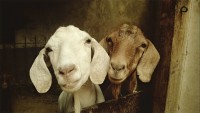 Getting Started with Sheep and Goats