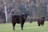 Stocker Cattle: Tips to Entering and Navigating the "Mid-Way" of Beef Production