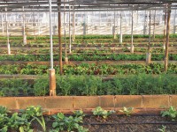 Navigating Grants for Urban Agriculture in New York State Webinar