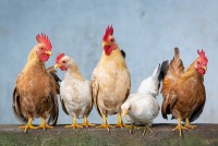 Flock Talks: Brooding and Rearing Basics: Backyard Laying Hens for Beginners