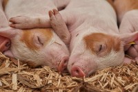 Developing Your Small Scale Swine Enterprise