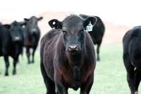 Cornell Livestock Program Work Team Webinar on Beef Finishing Programs