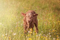 Preparations for the Breeding Season & How to Buy a Bull that Works for You