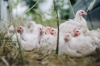 CCE Flock Talks - Brooding and Rearing Basics: Raising Chickens for Meat