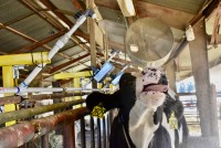 Managing and Abating Heat Stress on your Dairy in 2021