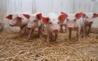 Informational Meetings for: Novel Swine Diseases