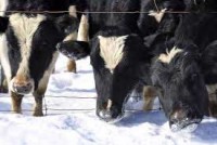 Winter Dairy Management - Batavia Location