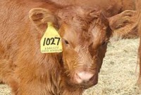 Marketing Opportunity for Feeder Calves - Ontario