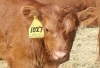 Marketing Opportunity for Feeder Calves - Orleans