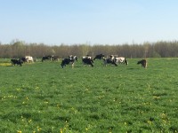 Mikelholm Holsteins Pasture Walk