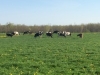 Mikelholm Holsteins Pasture Walk