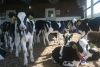 Raising Your Bull Calves Can Add To Your Dairy Farm Profitability