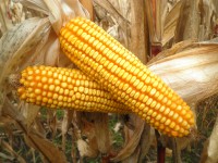 Corn Congress - Batavia Location