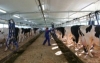 Winter Dairy Management - Transition Cows: How to get Fresh Cows off to a Great Start