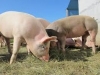 Pork Producer Informational Meeting
