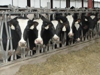Webinar: Strategies for Nonpregnancy Diagnosis in Dairy Cows