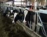 The Academy for Dairy Executives - Country Inn & Suites