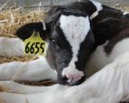 Dairy Skills Training: Calf Management 2 Day Workshop