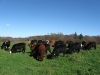 Cornell Small Farms Program: BF 231: Improved Grazing Management