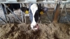Winter Dairy Management: Don't Be Lame!