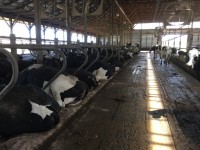 Cow Comfort Conference