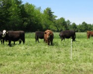 NYS Livestock Summit - Montour Falls Location