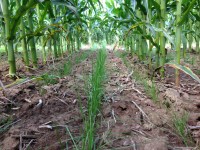 Soil Health Workshop with Cover Crop Interseeder & Herbicide Demonstration