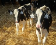 Pre-EFD Dairy Calf Intensively Managed Housing/Feeding System - "Drive Yourself Tour" and Program