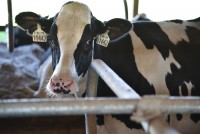 Summer Dairy Research Update: Heifer Reproduction & Hypocalcemia